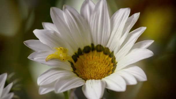 Zbliżenie Pająka Kraba Misumena Vatia Kwiat Jego Naturalnym Środowisku — Wideo stockowe