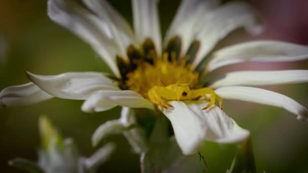 Zbliżenie Pająka Kraba Misumena Vatia Kwiat Jego Naturalnym Środowisku — Wideo stockowe