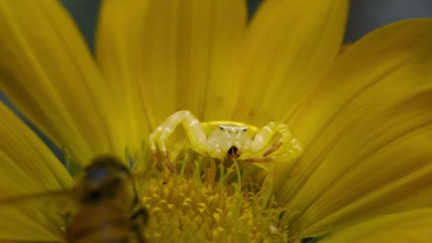 Yengeç Örümceği Misumena Vatia Bir Çiçekte Kamuflaj Olur Arıya Saldırır — Stok video
