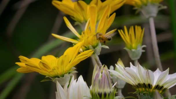Med Včely Pohled Při Letu Sbírat Pyl Květin Zvířecí Hmyz — Stock video