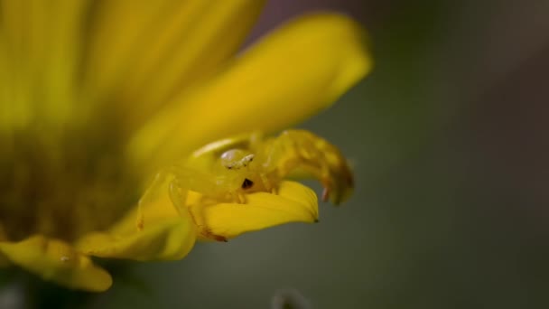 小蟹蜘蛛 Misumena Vatia 在自然栖息地的花朵上的特写 — 图库视频影像