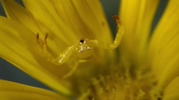 Bir Çiçeğin Üzerindeki Yengeç Örümceğine Misumena Vatia Doğal Yaşam Alanında — Stok video