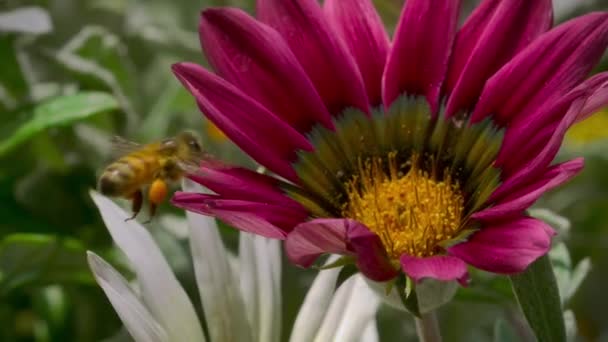 Med Včely Pohled Při Letu Sbírat Pyl Květin Zvířecí Hmyz — Stock video