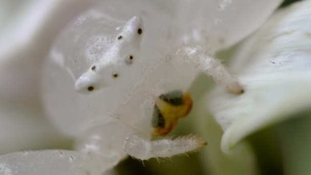 Close Uma Aranha Caranguejo Misumena Vatia Uma Flor Seu Habitat — Vídeo de Stock