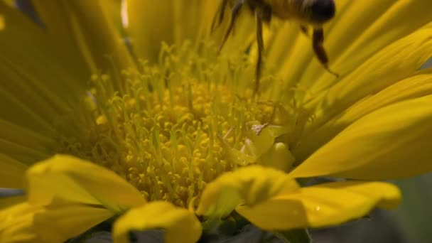 Краб Паук Misumena Vatia Камуфляж Цветке Напал Пчелу — стоковое видео