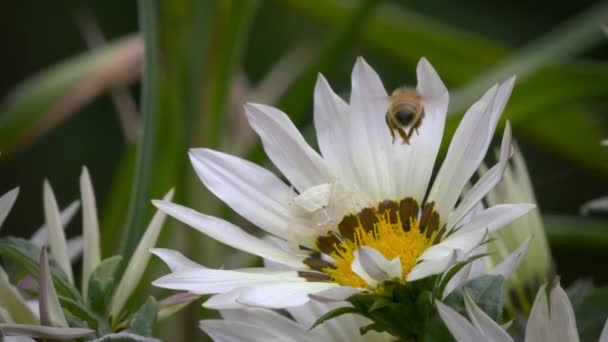 螃蟹蜘蛛 Misumena Vatia 在花朵中伪装并攻击蜜蜂 — 图库视频影像