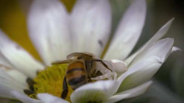 Aranha Caranguejo Misumena Vatia Camuflagem Uma Flor Abelha Atacada — Vídeo de Stock