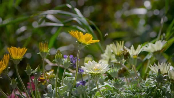 Rośliny Kwiaty Ogrodzie Letnim — Wideo stockowe
