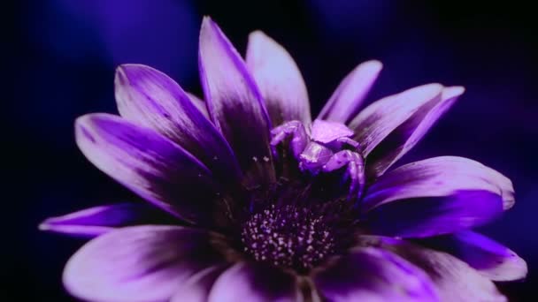 Crab Spider Misumena Vatia Camouflage Flower Analog Ultraviolet Camera Image — Stock Video