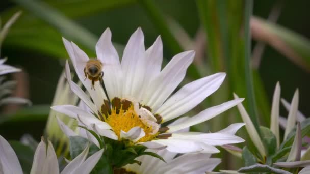 螃蟹蜘蛛 Misumena Vatia 在花朵中伪装并攻击蜜蜂 — 图库视频影像