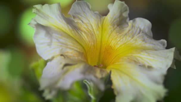 Hermosa Flor Con Analógico Imagen Cámara Ultravioleta — Vídeos de Stock