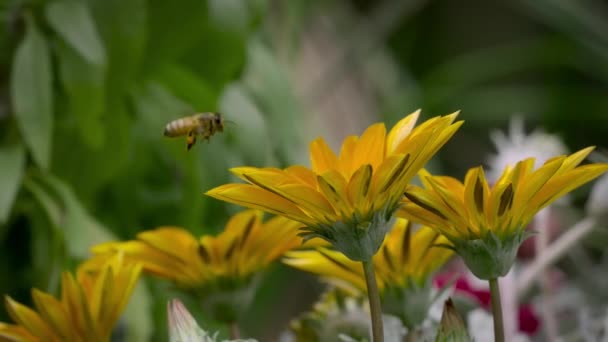 꿀벌은 날아다니면서 꽃에서 꽃가루를 모은다 — 비디오
