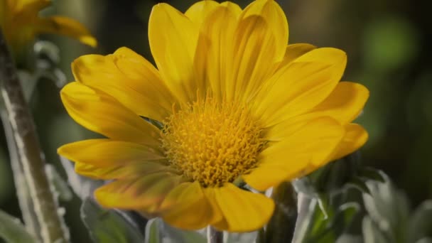 Smuk Blomst Med Analog Ultraviolet Kamera Billede – Stock-video