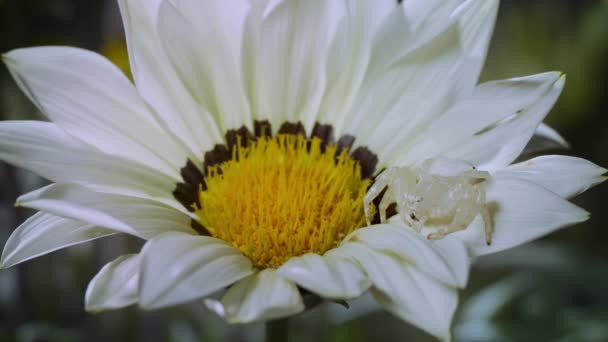 Καβούρι Αράχνη Misumena Vatia Καμουφλάζ Ένα Λουλούδι Αναλογικό Της Υπεριώδους — Αρχείο Βίντεο