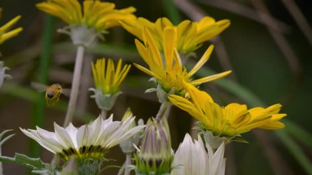 Widok Pszczoły Miodnej Podczas Lotu Zbierać Pyłek Kwiatów Zwierząt Owadów — Wideo stockowe