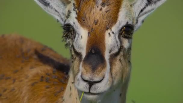 Obrovské Množství Much Zvířecí Kůži Jeho Přírodním Prostředí Masai Mara — Stock video