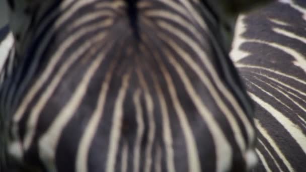 Närbild Svarta Ränder Kontrast Till Den Vita Färgen Zebra Hud — Stockvideo