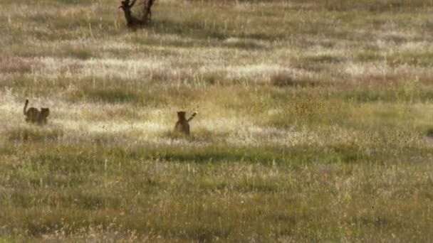 Primo Piano Dei Ghepardi Che Camminano Corrono Nel Suo Habitat — Video Stock