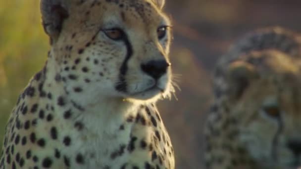 Закрытие Гепардов Гуляющих Бегающих Своем Природном Заповеднике Habitat Национальный Парк — стоковое видео