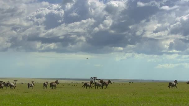 Herde Der Flachzebras Equus Quagga Weiden Und Wandern Masai Mara — Stockvideo