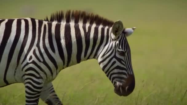 Stádo Planin Zebra Equus Quagga Pasoucí Procházející Národním Parku Masai — Stock video