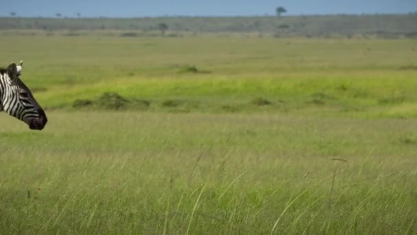 Alföldi Zebra Equus Quagga Csorda Legeltetés Gyaloglás Kenyai Masai Mara — Stock videók