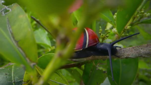 Gros Plan Escargot Peint Cubain Appelé Polymitas Dans Forêt Parc — Video
