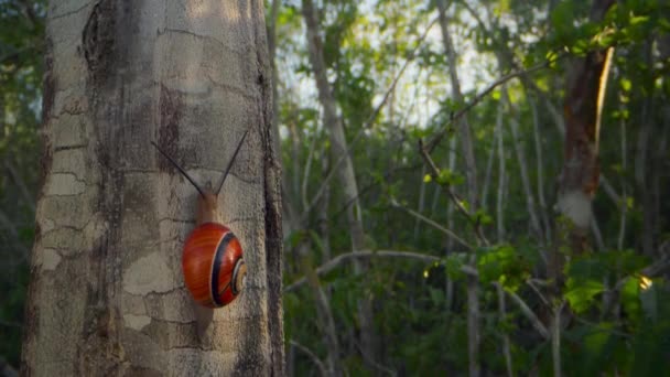 Gros Plan Escargot Peint Cubain Appelé Polymitas Dans Forêt Parc — Video