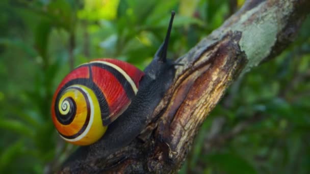 Gros Plan Escargot Peint Cubain Appelé Polymitas Dans Forêt Parc — Video