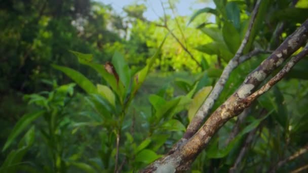 Close Caracol Pintado Cubano Chamado Polimitas Floresta Parque Nacional Alejandro — Vídeo de Stock