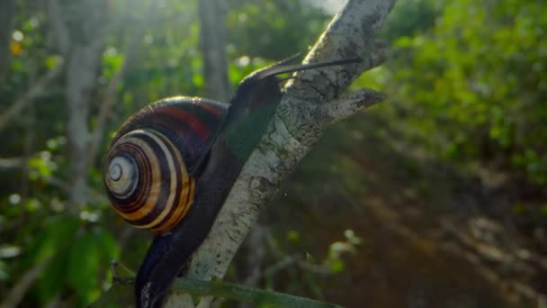 Gros Plan Escargot Peint Cubain Appelé Polymitas Dans Forêt Parc — Video