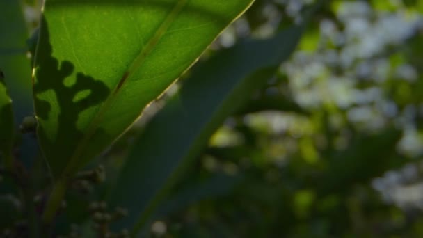 Hojas Verdes Contra Sol Dorado Brillante Primer Plano Encantadora Vista — Vídeo de stock