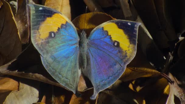 Close Dead Leaf Butterfly Kallima Inachus Its Natural Habitat — Stock Video