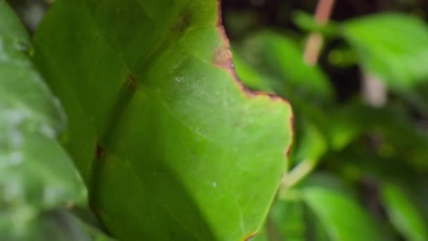 葉は緑色の葉の下に付着し よくカモフラージュされ 熱帯林の茎に向かってテーマをカマキリ — ストック動画