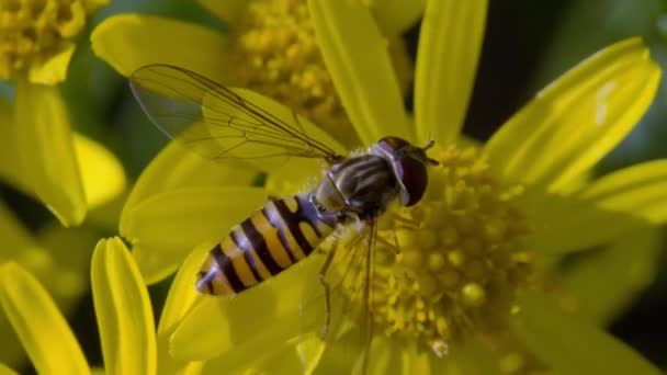 Helophilus Pendulus Een Europese Zweefvlieg Zit Verzamelt Nectar Gele Bloem — Stockvideo
