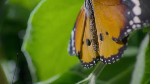 Closeup Plain Tiger Butterfly African Queen Butterfly Danaus Chrysippus Chrysippus — Vídeo de Stock