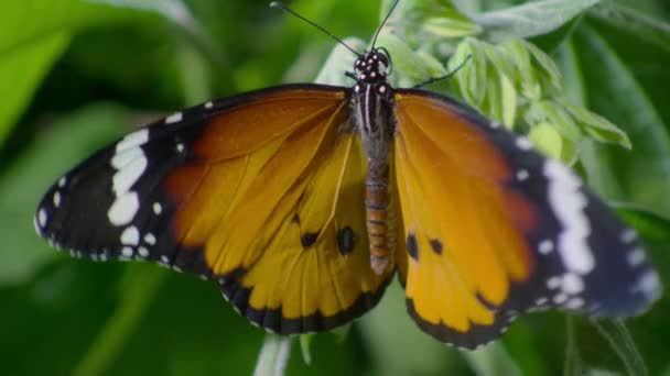 Primo Piano Plain Tiger Butterfly African Queen Butterfly Danaus Chrysippus — Video Stock