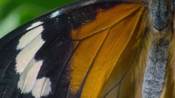 Primer Plano Mariposa Tigre Llano Mariposa Reina Africana Danaus Chrysippus — Vídeo de stock
