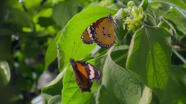 Κοντινό Πλάνο Του Plain Tiger Butterfly African Queen Butterfly Danaus — Αρχείο Βίντεο