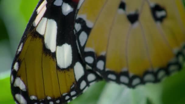 Primer Plano Mariposa Tigre Llano Mariposa Reina Africana Danaus Chrysippus — Vídeo de stock