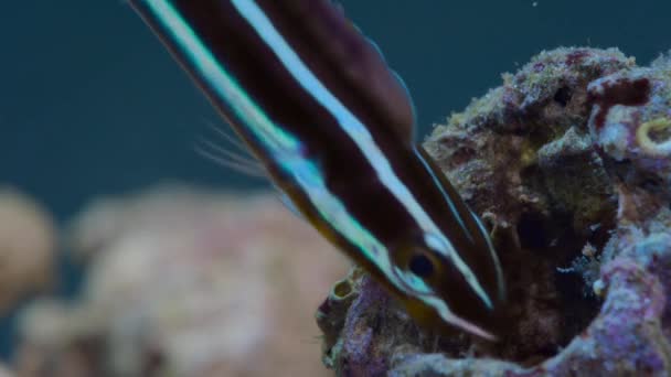 Close Blue Lined Sabre Tooth Blenny Plagiotremus Rhinorhynchos Its Natural — Stock Video