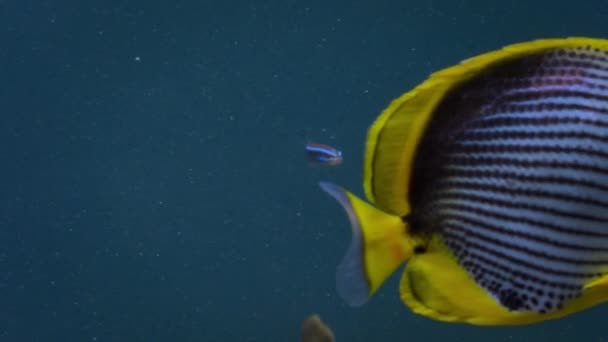 Peixe Borboleta Com Peixe Wrasse Submarino Cross Stripe Butterfly Chaetodon — Vídeo de Stock