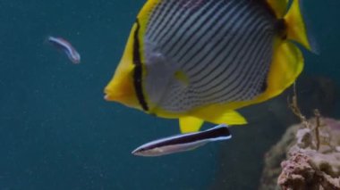 Deniz altında Wrasse balıklı kelebek balığı. Çapraz Çizgili Kelebek (Chaetodon auriga) ve Mavi çizgili kılıç dişli blenny (plagiotremus rhinorhynchos), Büyük Set Resifi, Avustralya. 