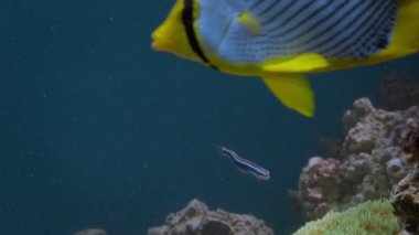 Deniz altında Wrasse balıklı kelebek balığı. Çapraz Çizgili Kelebek (Chaetodon auriga) ve Mavi çizgili kılıç dişli blenny (plagiotremus rhinorhynchos), Büyük Set Resifi, Avustralya. 