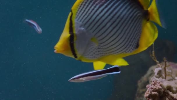 Schmetterlingsfische Mit Lippfischen Unter Wasser Kreuzstreifen Schmetterling Chaetodon Auriga Und — Stockvideo