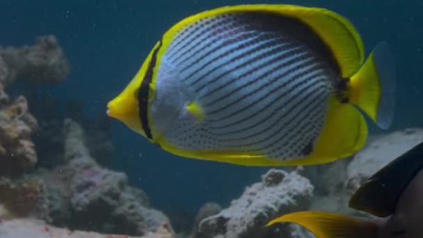 オーストラリア グレートバリアリーフのクロスストライプ蝶 Chaetodon Auriga 海底の閉鎖 — ストック動画