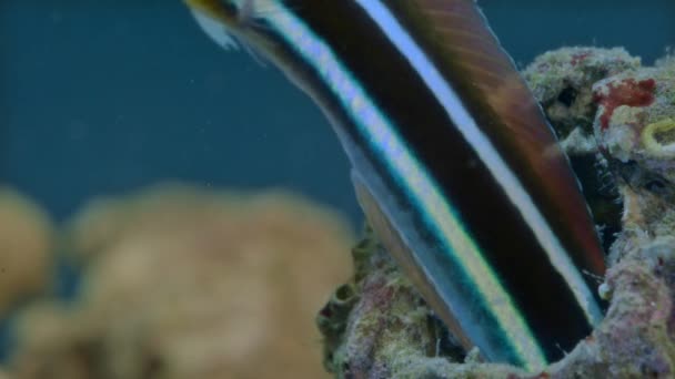 Zbliżenie Niebiesko Wyłożone Szablozębne Blenny Plagiotremus Rhinorhynchos Naturalnym Środowisku Podmorskim — Wideo stockowe