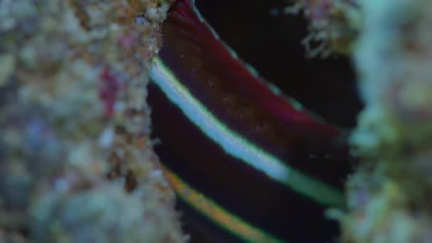 Zbliżenie Niebiesko Wyłożone Szablozębne Blenny Plagiotremus Rhinorhynchos Naturalnym Środowisku Podmorskim — Wideo stockowe