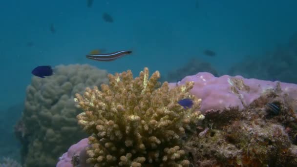 澳大利亚大堡礁海底自然栖息地蓝边剑齿龙 Plagiotremus Rhinorhynchos 的特写 — 图库视频影像