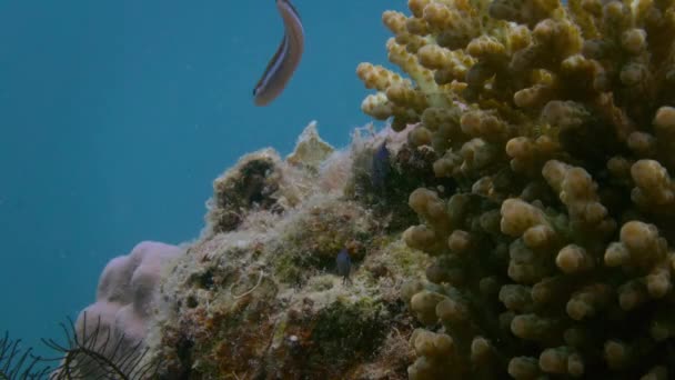 オーストラリアのグレートバリアリーフ 自然の生息地の海底にある青の裏地付きセイバー歯ブレニー 盗作履歴サイリンチョウ の閉鎖 — ストック動画